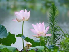 -荷塘月色湿地公园·向阳花洲