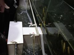 -苗家恒灵酸汤鱼-跳水牛肉连锁店(凯里总店)