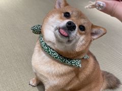 -逗柴咖啡屋·狗咖猫咖宠物桌游