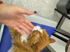 -四月宠物医院·猫专科·心脏专科·内科(转塘店)
