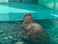 -海合安武汉极地海洋公园