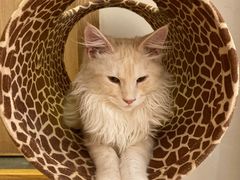 -猫腻·猫咖·撸猫馆(星光大道店)