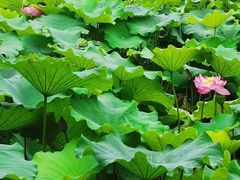 -陈家山荷花公园