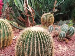 -呀路古热带植物园