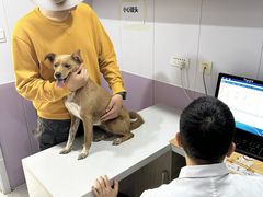 -A猫a狗全科·犬猫异宠·芥西宠物医院(南开总院)