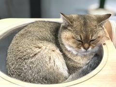 -飞行喵MR PILOT|猫舍·猫咖(静安大融城店)