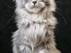 -十年猫舍·猫咪专门店(普陀店)