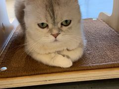 -飞行喵MR PILOT|猫舍·猫咖(静安大融城店)
