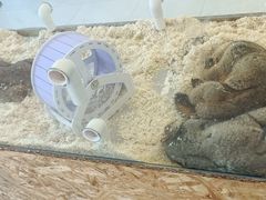 -怪兽屋·羊驼·猫咖·狗咖(俊华广场店)