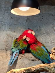 -Zoolung Zoolung动物主题公园(海信广场店)