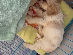 -翊宠yipet猫狗购宠庄园犬舍•猫舍