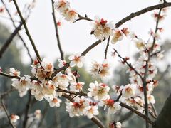 -香雪海
