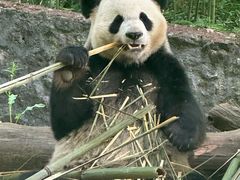 -都江堰中华大熊猫苑