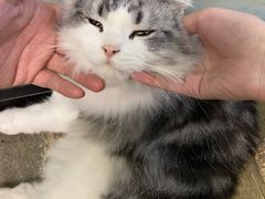 -猫咪博物馆(顶澳仔猫街店)