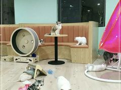 -Bastet sally猫舍购宠(静安店)
