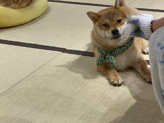 -逗柴咖啡屋·狗咖猫咖宠物桌游