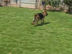 -趣玩宠物乐园寄养训犬训狗游泳池
