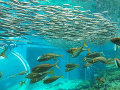 -西海国立公园九十九岛水族馆