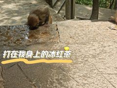 -黔灵山公园