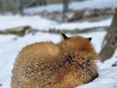 -宫城藏王狐狸村