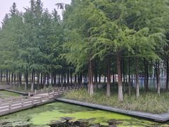 -泰州凤城河风景区-泰山公园