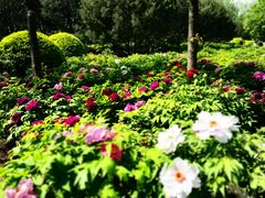 -莲花池公园