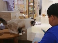 -藏猫猫咖啡主题馆(中央大道店)
