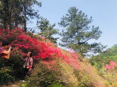 -木兰云雾山
