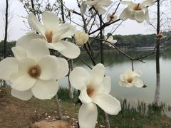 -东莞植物园
