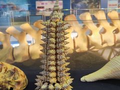 -上海海洋大学鱼文化博物馆(军工路校区)