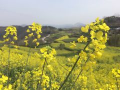 -桑洲油菜花景区