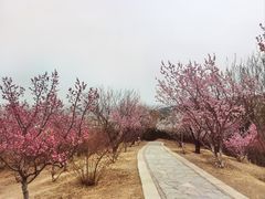 -北京西山国家森林公园