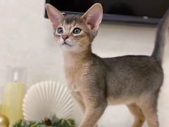 -猫十亿·布偶金渐层·曼基康矮脚猫舍(青年路店)
