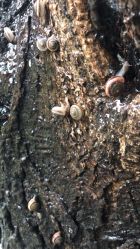 -飛凡TATTOO纹身•原创