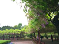 -嘉定紫藤园