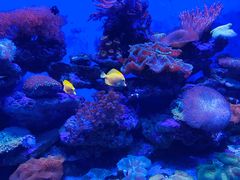 -青岛海底世界-水族馆