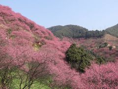 -新建村梅花