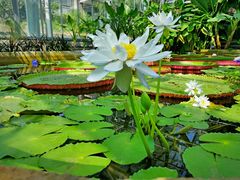 -国家植物园南园