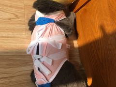 -宠爱国际动物医院· 猫科· 外科·中兽医(长白店)