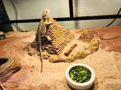 -灵龟之家百象馆(百象馆联合旗舰店)