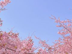 -上海辰山植物园
