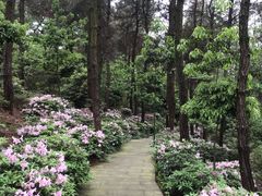 -铁山坪森林公园