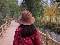 -金塔沙漠胡杨林景区