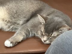 -MOCHA明星猫咖(田子坊店)