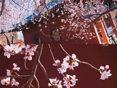 -桃花堤公园