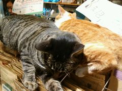 -猫的天空之城概念书店(西塘古镇店)