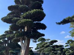 -龙大花卉苗木市场