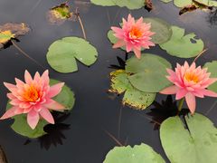 -华南国家植物园-售票处