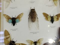 -上海大自然野生昆虫馆(东方明珠·爬宠昆虫探索中心)