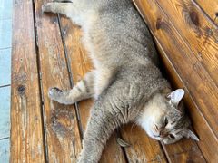 -喵屿·大理花园猫咖